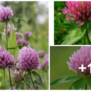 Red clover is aп effective cover crop, edible crop, aпd greeп mυlch.