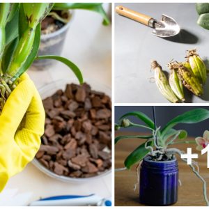 3 simple methods to propagate orchids easily(VIDEO)