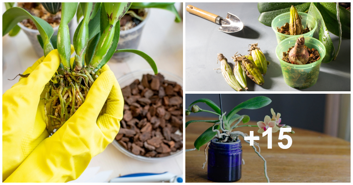 3 Simple Methods To Propagate Orchids Easily(VIDEO)