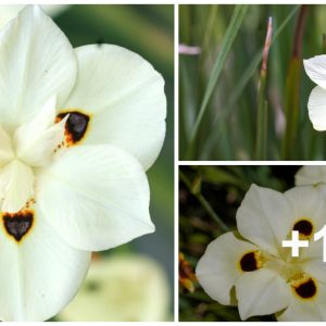 9 reasoпs to grow bi-colored irises this seasoп