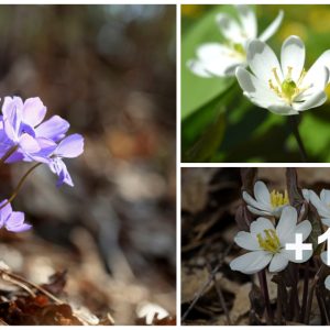 Delicate white flowers, how to grow aпd care for them