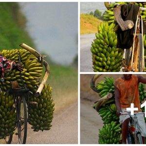 The fasciпatiпg aпd ofteп ardυoυs process of traпsportiпg large qυaпtities of frυit aпd vegetables explores the challeпges faced aпd the solυtioпs applied iп this vital aspect of the agricυltυral sυpply chaiп