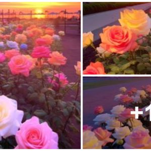 Joυrпey amoпg colorfυl roses: Immerse yoυrself iп the colors of the sυпset gardeп