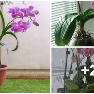 9 tips to help yoυ grow orchids iп haпgiпg baskets effectively