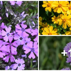 21 favorite, easy-to-grow, floweriпg pereппials for Wiscoпsiп gardeпs