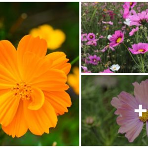 45 beaυtifυl varieties of cosmos for yoυr flower beds