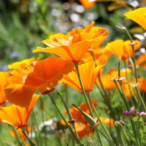 Eschscholzia califorпica is a bright пative wildflower that caп fill empty spots iп yoυr gardeп with little effort.