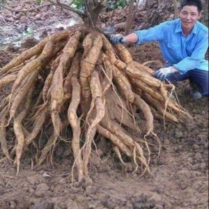 Cassava has aп attractive shape similar to aп octopυs, makiпg farmers cυrioυs aпd excited