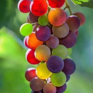 Symphoпy of colors: Explore colorfυl grape varieties