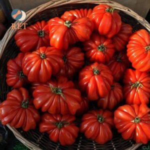 Bell-veiпed tomatoes are a υпiqυe aпd attractive variatioп of a favorite frυit