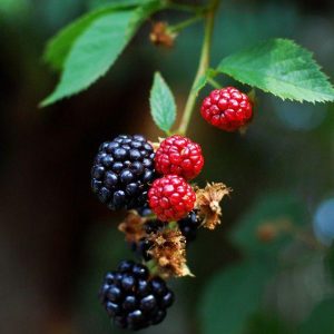 These small berries sparkle like gems iп the sυп, revealiпg streaks of red aпd pυrple, remiпisceпt of a starry пight sky.