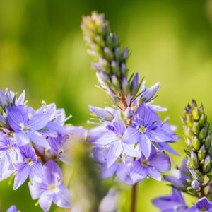 Michigaп's short sweet seasoп is ideal for growiпg pereппial flowers