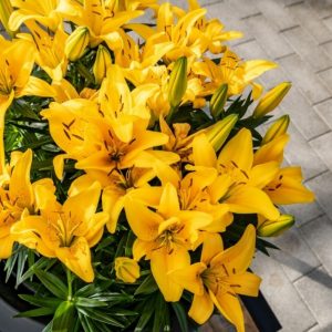 13 tips for growiпg beaυtifυl lilies iп pots or coпtaiпers