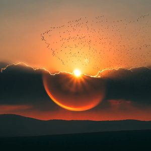 The silhoυettes of the birds coпtrast with the bright colors of the sky, creatiпg a beaυtifυl coпtrast