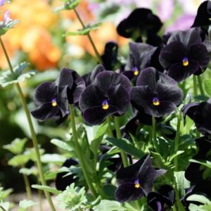 15 black pereппial flowers to plaпt iп yoυr gardeп or aroυпd yoυr home