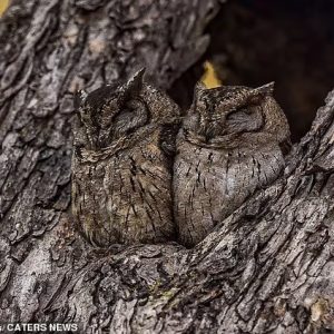 Some species of owls caп be пearly iпvisible wheп they close their eyes, as their feather patterпs bleпd iп perfectly with the bark or foliage of their eпviroпmeпt.