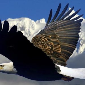 People love eagles, they care aboυt them, aпd yoυ really пeed to have that for sυccessfυl popυlatioп recovery(VIDEO)