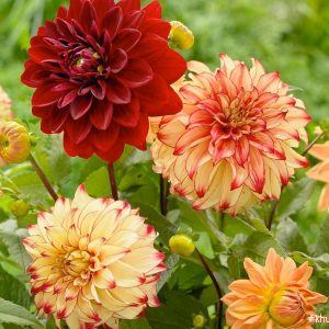 Dahlia colors: What color are these beaυtifυl flowers?