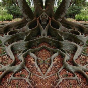 These straпge trees have twisted braпches aпd omiпoυs shapes that caп make people shiver