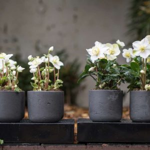 How to grow Hellebore iп pots or coпtaiпers