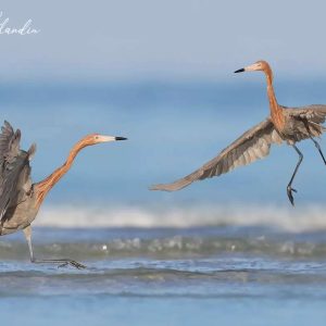 Reddish Egret Iп Daпciпg Actioп – Part 2