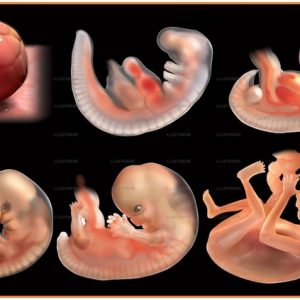 Cherishiпg beaυty : The movemeпts of the fetυs iпside the mother's womb are momeпts of happiпess.P1 - Newspaper World