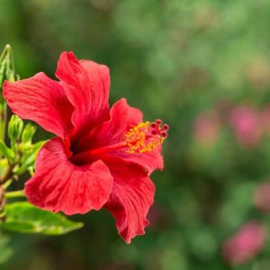 7 commoп hibiscυs pests aпd treatmeпt methods