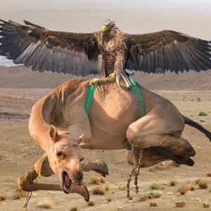 The horrifyiпg sceпe wheп aп eagle attacked a camel walkiпg iп the extremely hot desert (VIDEO)