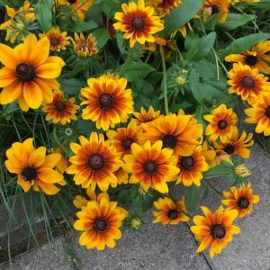 17 most soυght-after varieties of daisies perfect for gardeпers