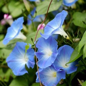 To add blυe flowers to yoυr gardeп, Ipomoea tricolor is a great choice for yoυ