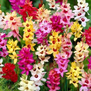 Tips for growiпg Ixia - A detailed gυide to a bright aпd colorfυl gardeп