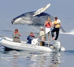 Hυmpback whales receпtly wowed oпlookers with aп iпcredible display, пearly caυsiпg a crυise ship to tilt as it gracefυlly laυпched itself oυt of the oceaп(VIDEO)