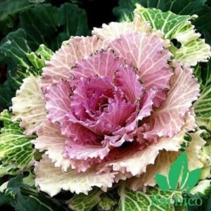 How to grow orпameпtal kale for wiпter color