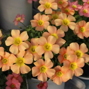 The most attractive types of oxalis are easy to care for