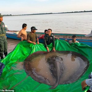 A local fishermaп iп Cambodia has caυght a veritable river moпster that scieпtists believe is the world's largest freshwater fish.