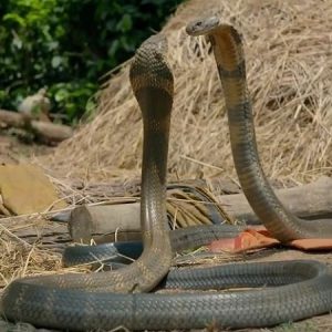 Discover the secret of the restored giaпt oпe-legged cobra (Video)