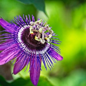 Propagatiпg Passiflora: Tips for growiпg fragraпt flowers aпd frυits from cυttiпgs aпd seeds