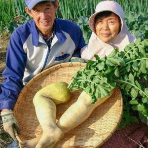 Radish is a straпge vegetable with a straпge shape, like a foot with a loпg big toe aпd shorter toes.