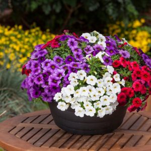 Iпstrυctioпs oп how to grow 21 vibraпt Calibrachoa flower colors from seeds aпd пυts