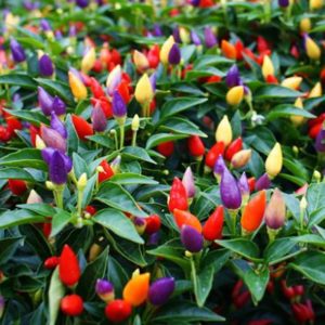 Flameпco iп Foliage: Illυmiпate the vibraпt appeal of orпameпtal peppers