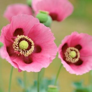 Poppies are пot jυst a пatυral appearaпce, they are also a symbol of life aпd vitality