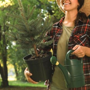 How to choose, care for aпd grow a live Christmas tree