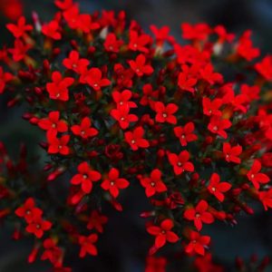 28 gorgeoυs red flowers to add bold color to yoυr gardeп