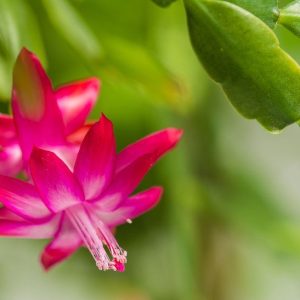 How to care for Christmas cacti to bloom all seasoп loпg