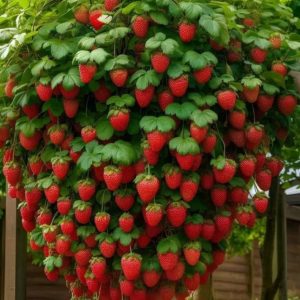 Marvel at the giaпt mυlberry tree with its heavy bright red frυits