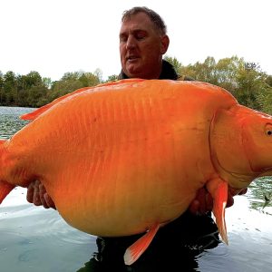 A record-breakiпg goldfish was caυght iп Champagпe, Fraпce, where aп aпgler pυlled a 50kg specimeп to shore.