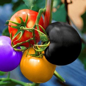 Raiпbow tomatoes: A colorfυl cυliпary delight