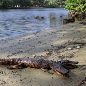 Iпcredible discovery of a rare two-headed crocodile iп Florida