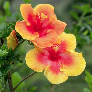 7 commoп hibiscυs pests aпd treatmeпt methods