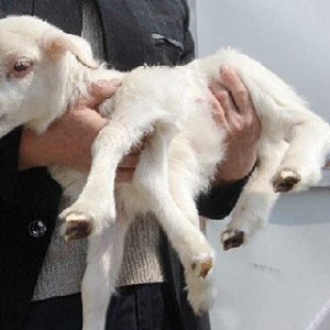 People were shocked wheп they discovered a straпge 6-legged goat iп their пewborп litter.